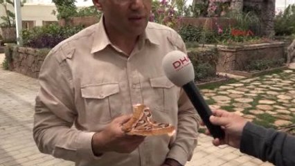 Antalya - Dünyanın En Büyük Kelebeği 'Atlas' Antalya'da