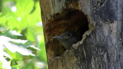 Juvenile Red-headed Woodpecker