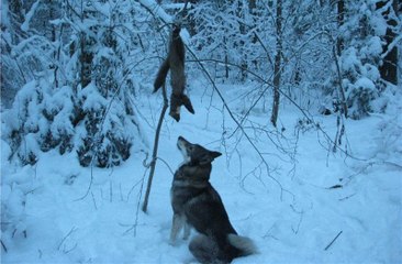 ОХОТА НА КУНИЦУ