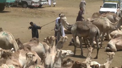 سوق برقاش.. إقبال على لحوم الجمال بمصر