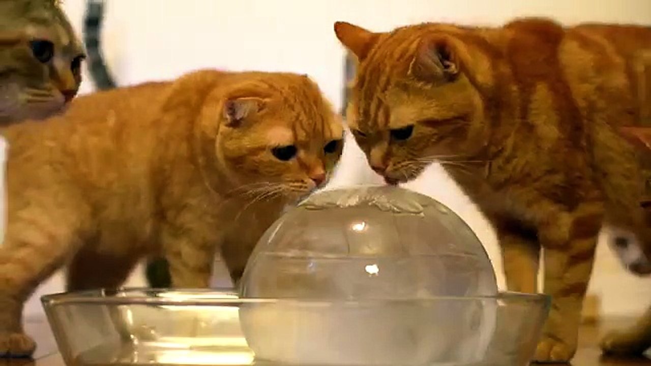 10 Cats to Enjoy Ice Ball