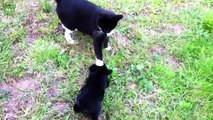 Cats Meeting Puppies for the First Time