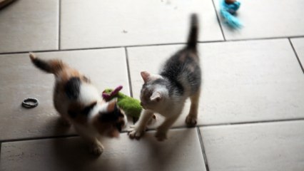 Tao et Gaïa en pleine folie de jeux!