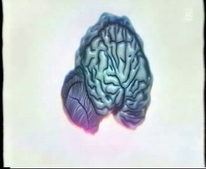 El cerebro del delfin: Empatia (Neuronas de von Economo)