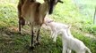 Raising Goats in Panama Central America