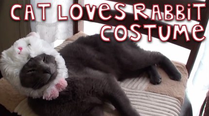 This Cat Just Loves Her Rabbit Costume!