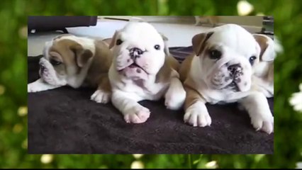 funny videos Japan & World♥面白い動画ch