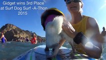 Gidget Wins 3rd at Surf Dog Surf A Thon 2015