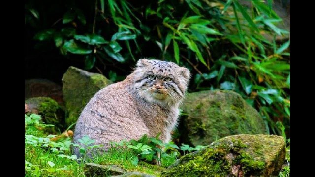 Манул- степной отшельник и милый домашний питомец