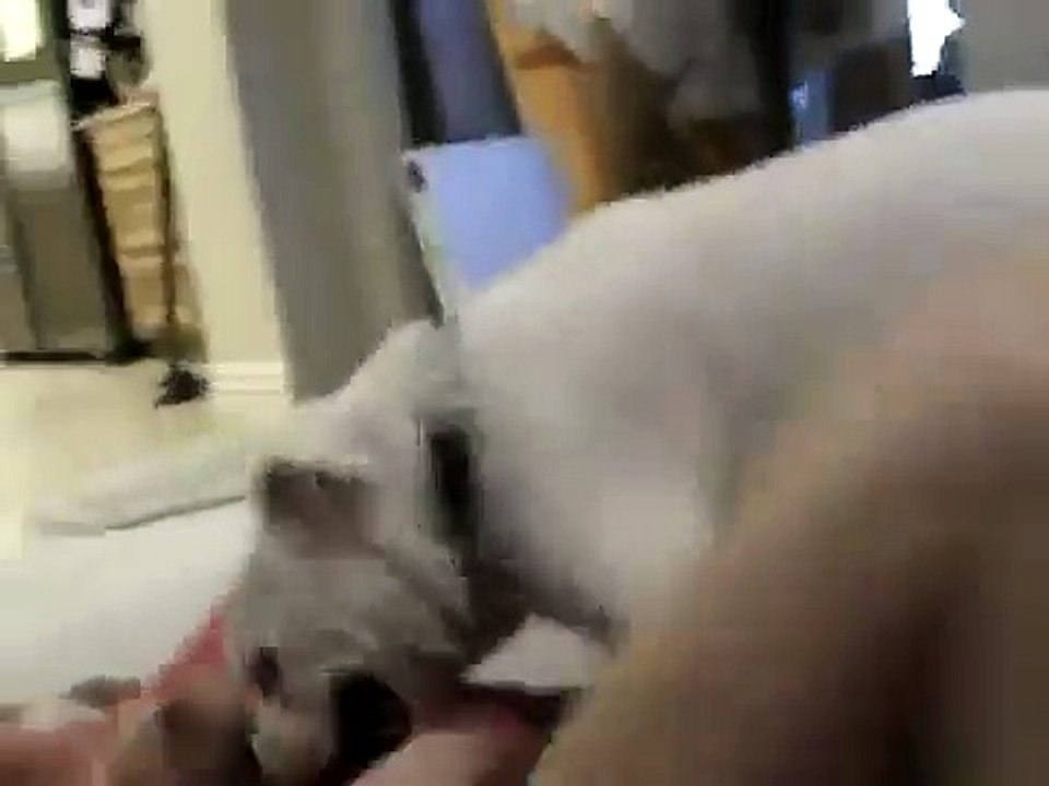 DOG VS GIRL