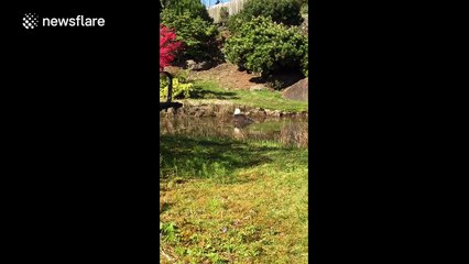 Bald Eagle bathing in a pool