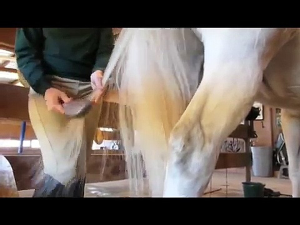 A Girl and A Horse
