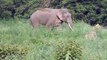Asian Wild Male Elephant (one tusk half broken) & Domestic Elephant in Jim Corbett Park