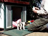 Desparasitación cachorros de fox terrier con un mes de edad