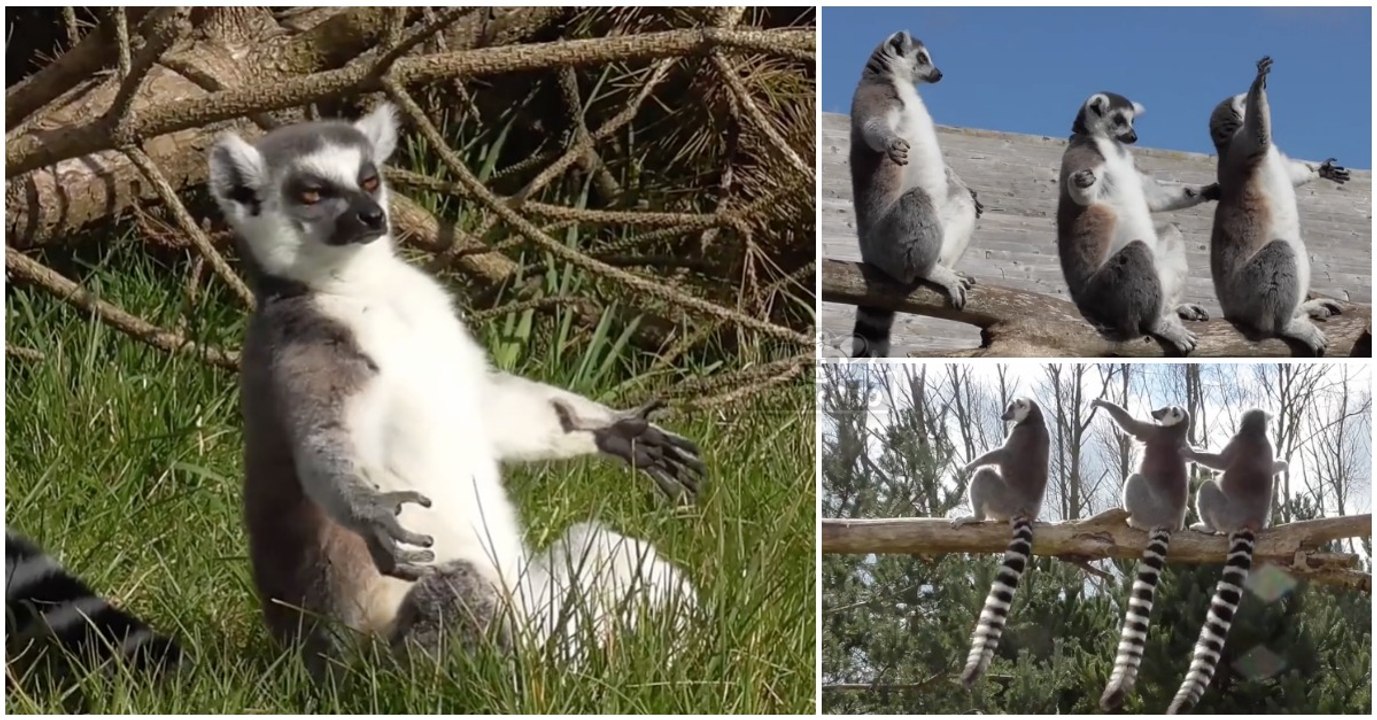 Há algo engraçado na forma como os Lémures tomam banhos de sol