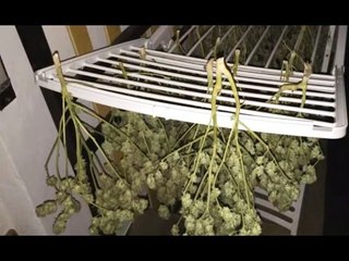 Costa Masnaga (LC) - Spacciava marijuana in orario di lavoro, arrestato operaio comunale (08.04.16)
