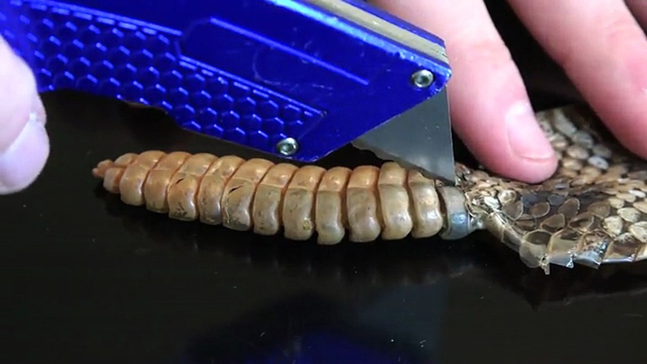 Que hay dentro del Cascabel de una Serpiente venenosa