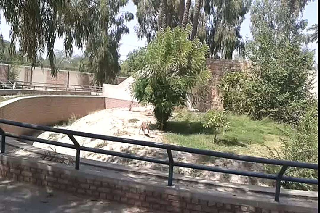 Bahawalpur Zoo with lines and  bear natural Environment Bahawalpur Pakistan