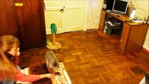 Кошка приносит игрушки/cat brings toys
