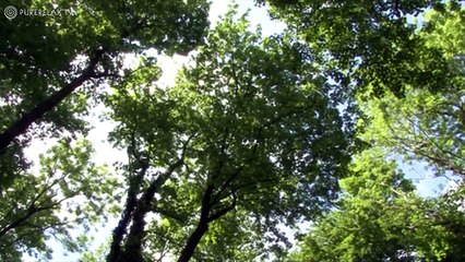 Relaxation For Children Music for Learning, Quiet, Positive, Harmony PURE RELAX