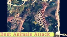 jaguar Attacks Huge Wild Boar Then Eats It Alive | Wild animal attack | fight deadly