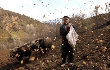 Çataklı Köylü 40 Yıldır Karasabanla Tarla Sürüyor