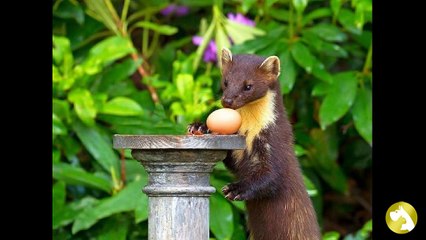 Куница: виртуозный хищник