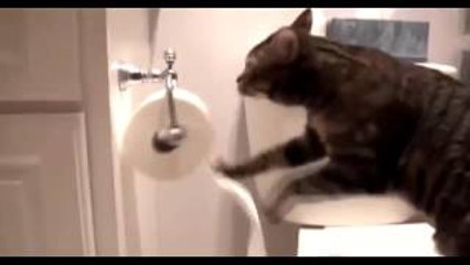 Funny Cats Compilation 2016 - Best Funny Cat Videos Ever || Funny Vines