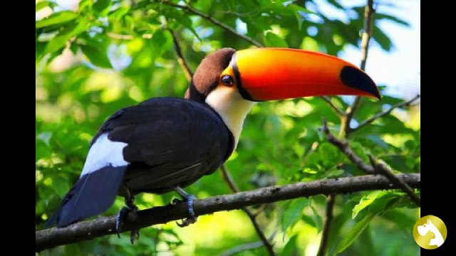 Тукан- клюва много не бывает, вот, чем птичка поражает!