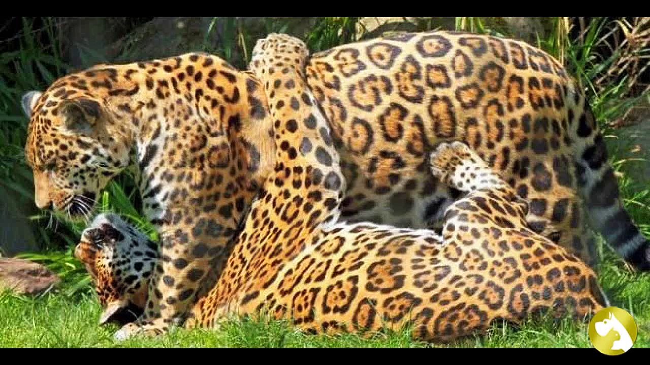 Ягуар: ловкая красивая кошка