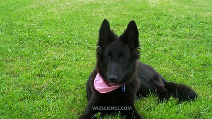 Groenendael (Belgian Shepherd Dog) - Video Learning - WizScience.com