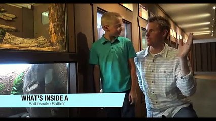 Có gì bên trong đuôi của rắn đuôi chuông