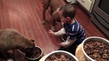 4 year old boy feeding 4 giant Pit bull puppies then feeds himself!! LEADERSHIP ddklinefamily