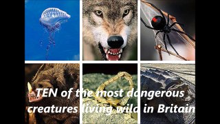 10 of the most dangerous creatures living wild in Britain