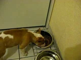 les premières croquettes de billig :)