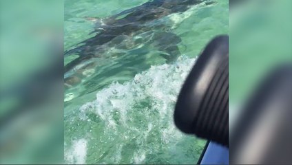 Un requin attaque des touristes sur un jetski