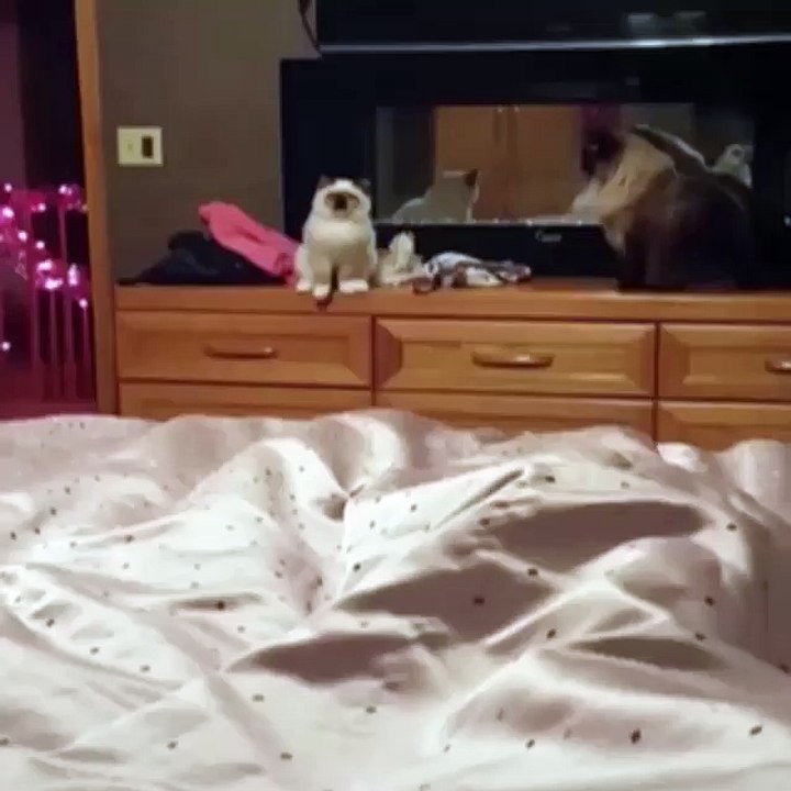 funny videos 2016
