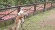 kangaroo fight and itchy