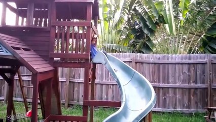 Funny Dog Videos - Dog Fails Compilation - Funny Dogs 2016 Part 1