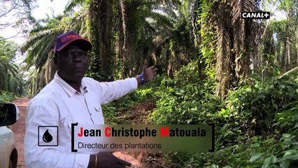 Reportage : le renouveau de l'huile de palme au Congo-Brazzaville