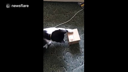 Cute kitten works out how make a toy kitten pop out of a money box