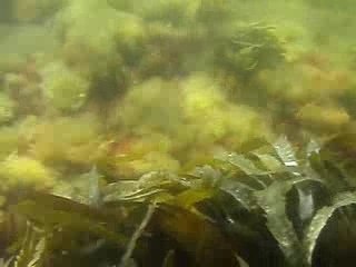 Swedish West Coast Snorkeling