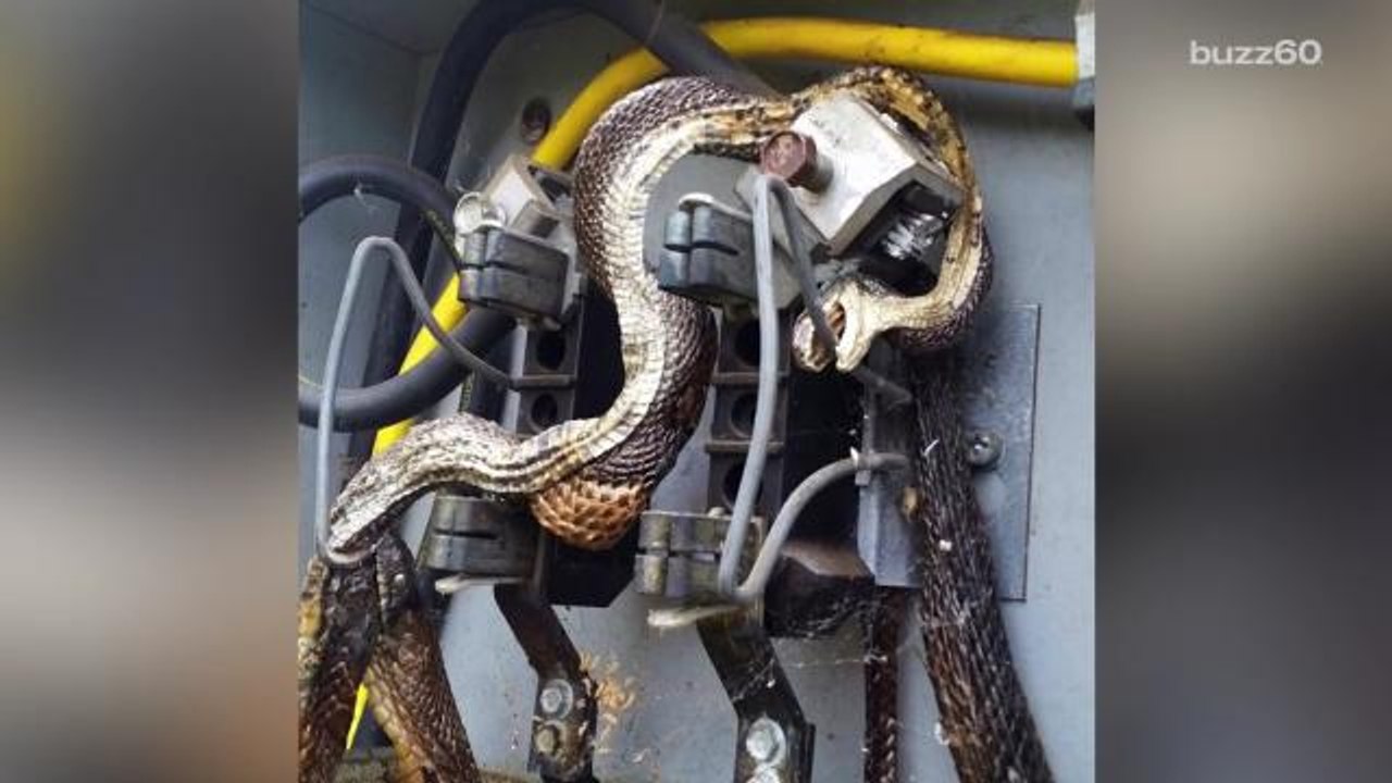 Electrocuted Snake Found Trying to Eat Another Electrocuted Snake
