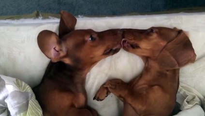 Dachshunds Lick Each Other before Bedtime