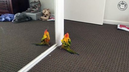 Papağan Aynada Kendini Görünce