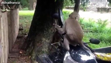 Funny Videos Of Animals Vs Mirrors Compilation 2014 [NEW]