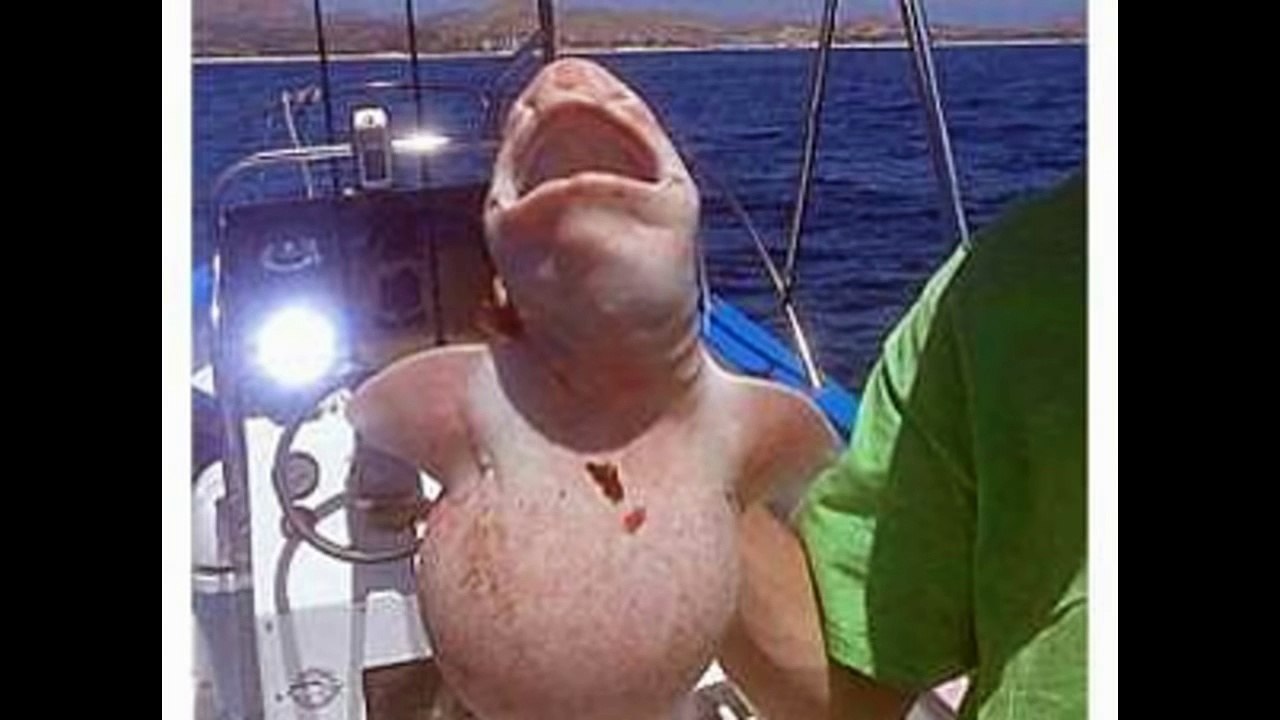 سمكة غريبة تثير حيرة العلماء