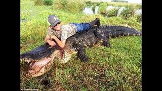 Un Alligator géant (4m60) tué en Floride
