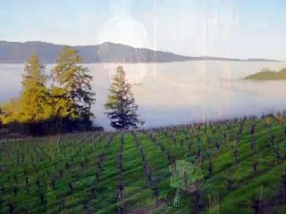 Tom Burgess - Burgess Cellars