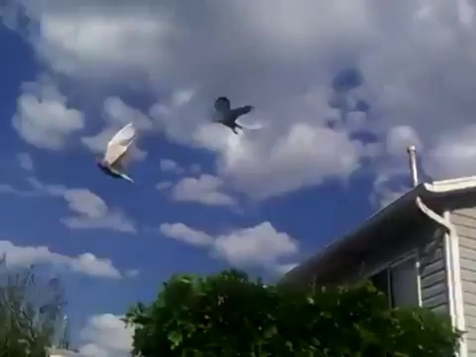 oriental roller pigeons hawk attack
